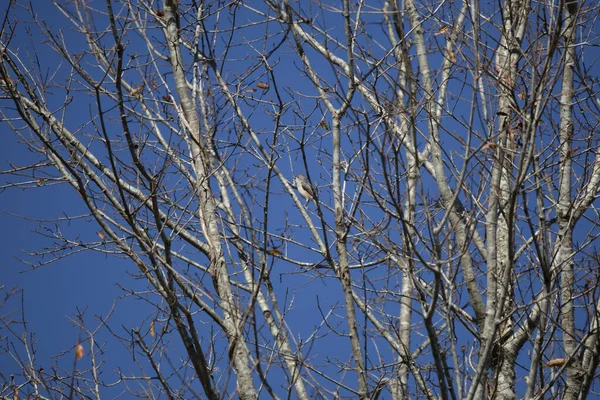 Один Пушистый Тигренок Baeolophus Bicolor Взбирающийся Дерево — стоковое фото