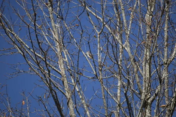 One Tufted Titmouse Baeolophus Bicolor Hopping Tree — Stock fotografie