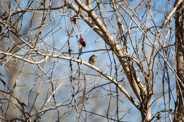 Savannah Sparrow Passerculus Sandwichensis Looking Right Its Perch Small Tree — Foto de Stock