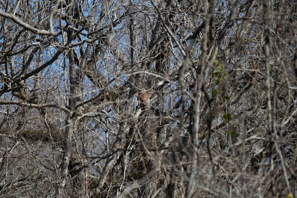 Curious Barred Owl Strix Varia Looking Backward Its Perch Tree — ストック写真