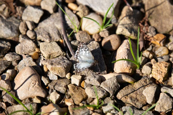 Один Общий Белый Шкипер Pyrgus Communis Скалах Лицензионные Стоковые Изображения