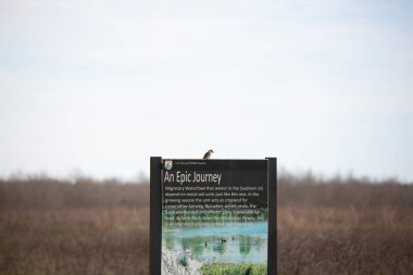 TENSAS RIVER ULUSAL YABANLIK REFüjü, LOUISIANA ABD Şubat 22 2020: ABD 'nin Sayornis foebe (Sayornis phoebe) Tensas Nehri Ulusal Vahşi Yaşam Sığınağı 'ndaki Balık ve Vahşi Yaşam Servisi İçişleri Bakanlığı imzası bunun önemini açıklıyor.