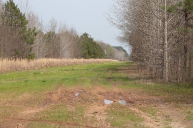 Çamurlu Boru Hattı Ormandan Geçiyor