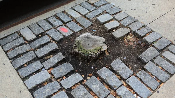 Severed Tree Trunk Surrounded Stones Sidewalk — Stock Photo, Image