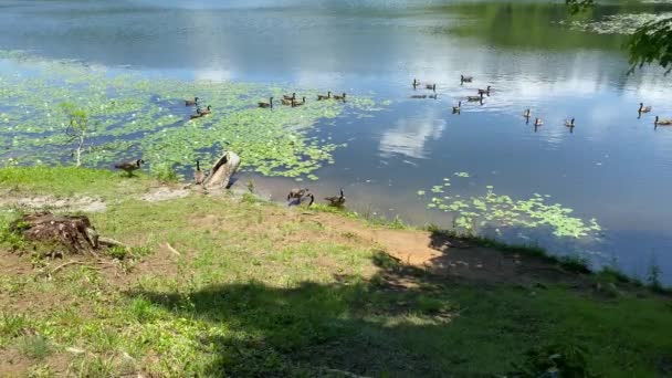 Geese Relaxing Lake Adjoining Land Sunny Day — Video Stock