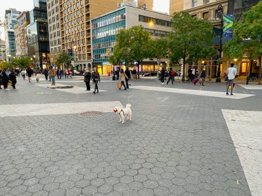 New York, New York, ABD - 20 Mart 2022: Union Meydanı 'nda bir köpek sahibine geri dönmek üzere olan topu geri alıyor