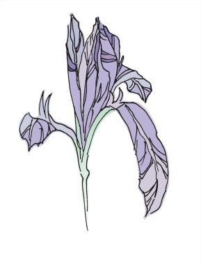 vektör handdraw Iris