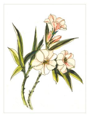 orijinal suluboya çiçek