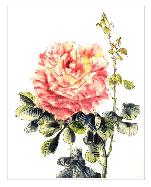 Originele aquarel bloem — Stockfoto