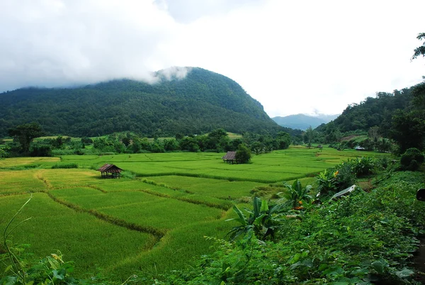 Cornfield — Stockfoto