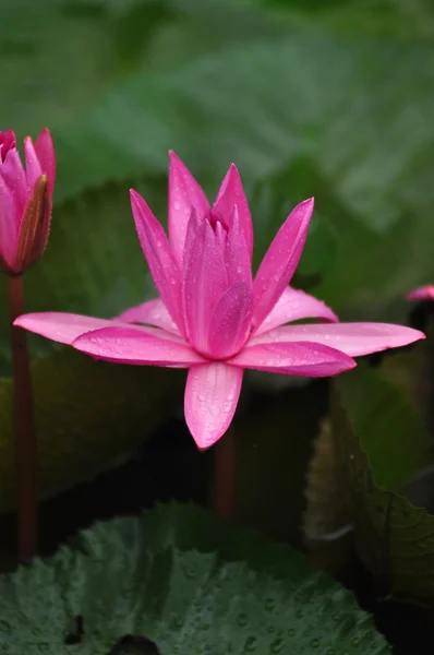 在绿色背景上的粉红色莲花 — 图库照片