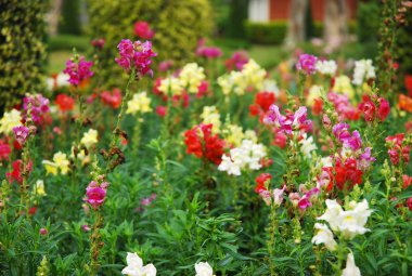 birçok renk arka plan üzerinde pembe çiçek