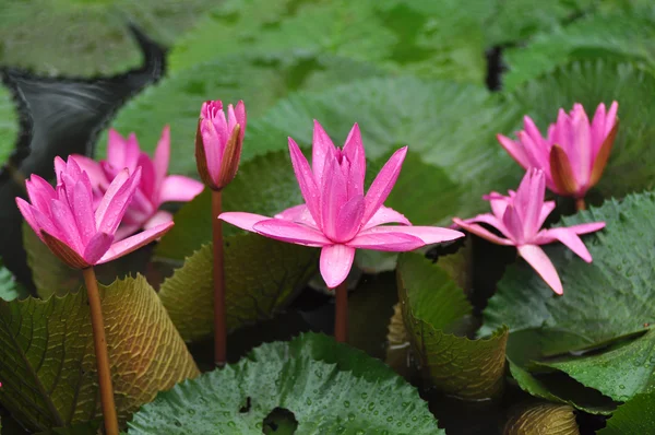 Lotus rose sur fond vert — Photo