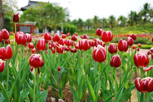 Красный тюльпан на зеленом поле — стоковое фото