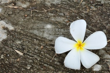 ahşap zemin üzerinde beyaz plumeria