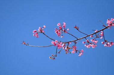 vahşi Himalaya kiraz