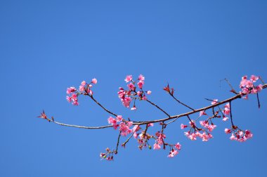 vahşi Himalaya kiraz