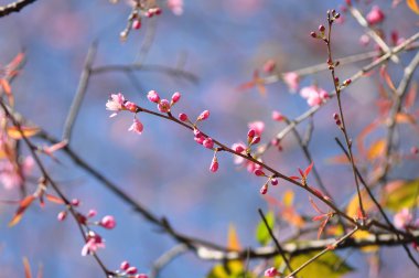 vahşi Himalaya kiraz