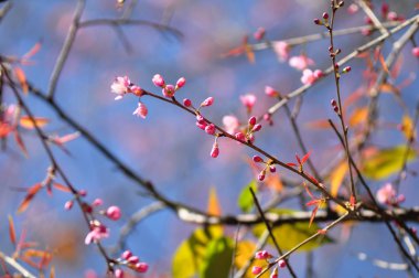 vahşi Himalaya kiraz