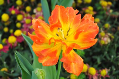 Portakal çiçeği üzerinde yeşil backgrpund