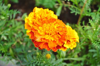 yeşil arkaplanda turuncu çiçek