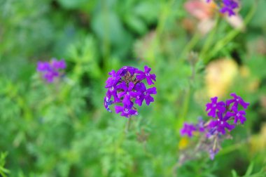 Yeşil arka planda mor çiçek