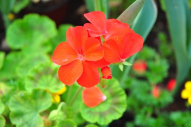 yeşil arkaplanda turuncu çiçek