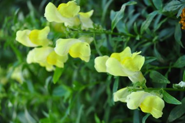 Yeşil arka planda sarı çiçek