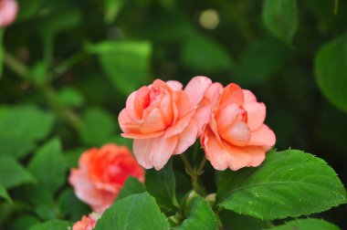 yeşil zemin üzerine turuncu gül