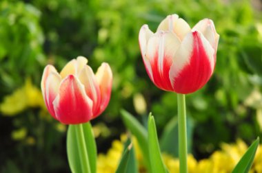 birçok renk arka plan üzerinde kırmızı & sarı iki ton Lale