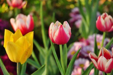 birçok renk arka plan üzerinde kırmızı & sarı iki ton Lale