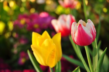birçok renk arka plan üzerinde kırmızı & sarı iki ton Lale