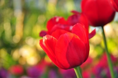 birçok renk arka plan üzerinde kırmızı lale