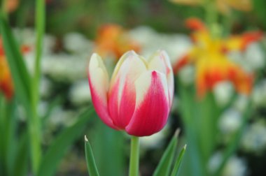 birçok renk arka plan üzerinde kırmızı & sarı iki ton Lale