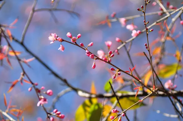 Divoké himálajské cherry — Stock fotografie