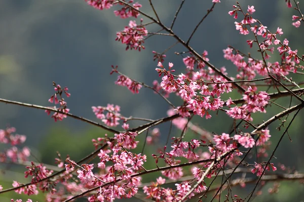 Wild Himalayan Cherry — Stock Photo, Image