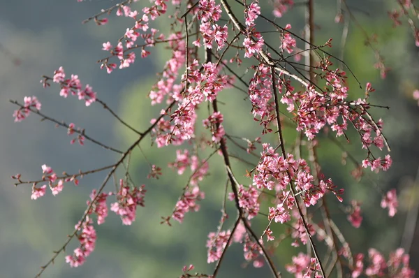 Divoké himálajské cherry — Stock fotografie