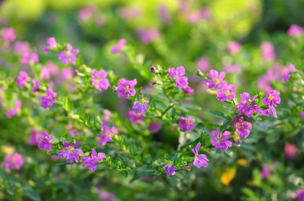 Фиолетовый цветок на зеленом backgrpund — стоковое фото