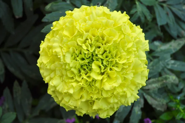 Marigold Kuning — Stok Foto