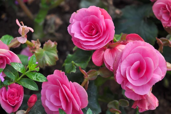 Rosa rosa em backgrpund verde — Fotografia de Stock