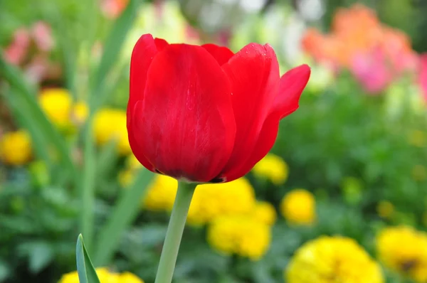 Rode tulip op vele kleur-backgrpund — Stockfoto