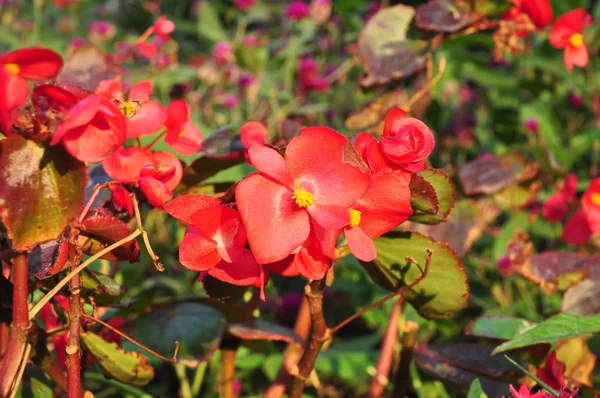 Red flower on green background — Stock Photo, Image