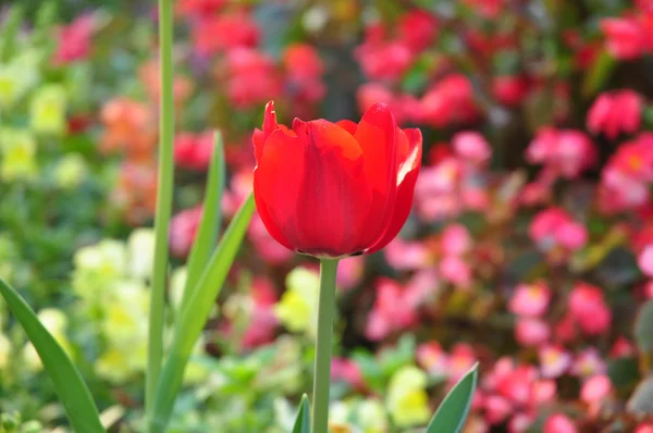 Red tulip on many color background — Stock Photo, Image