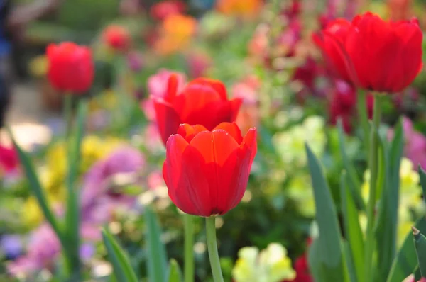 A sok színes háttér piros tulipán — Stock Fotó