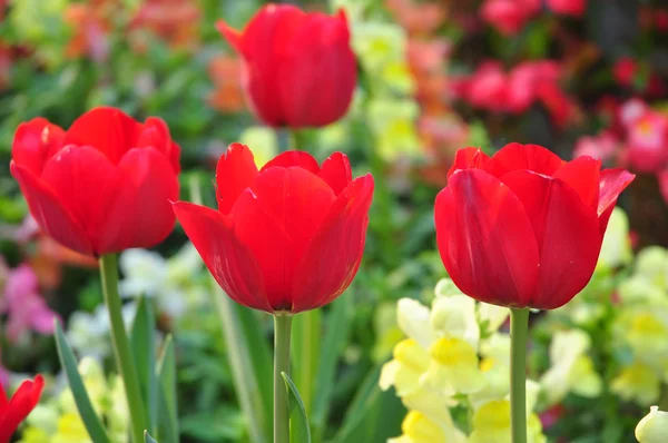 Red tulip on many color background — Stock Photo, Image