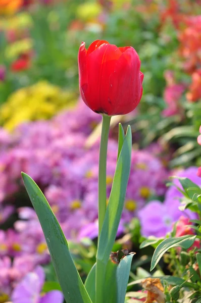 Rode tulip op veel kleur achtergrond — Stockfoto