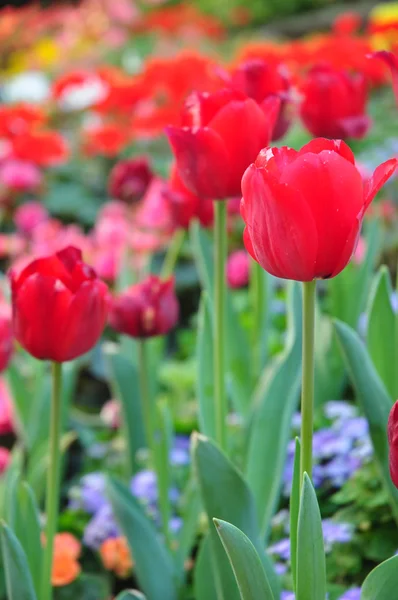 Red tulip on many color background — Stock Photo, Image