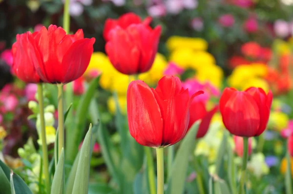 A sok színes háttér piros tulipán — Stock Fotó