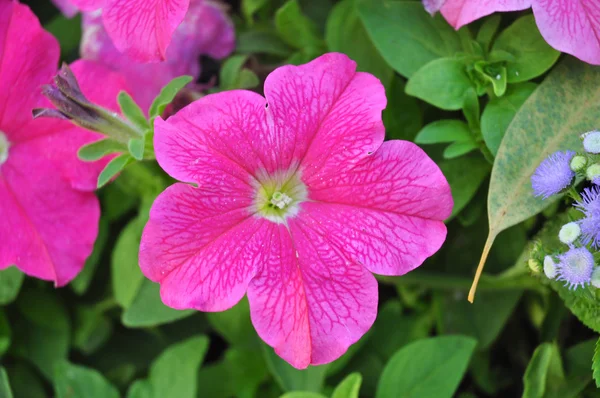 Roze bloem op groene achtergrond — Stockfoto