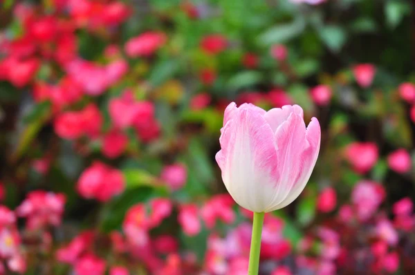 Tulipa rosa em muitos fundo de cor — Fotografia de Stock
